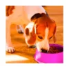 round  Shaped food bowl Pet Plastic food bowl (Random Color)  8 inch